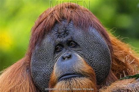 Orangutan 中文